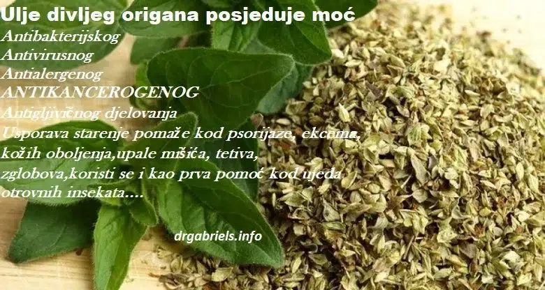 Bočica ulja divljeg origana na drvenom stolu, prirodni lijek za imunitet i zdravlje.