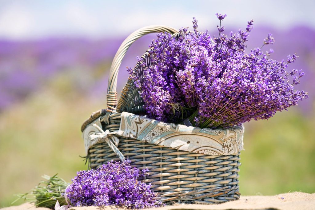 lavanda u dvoristu