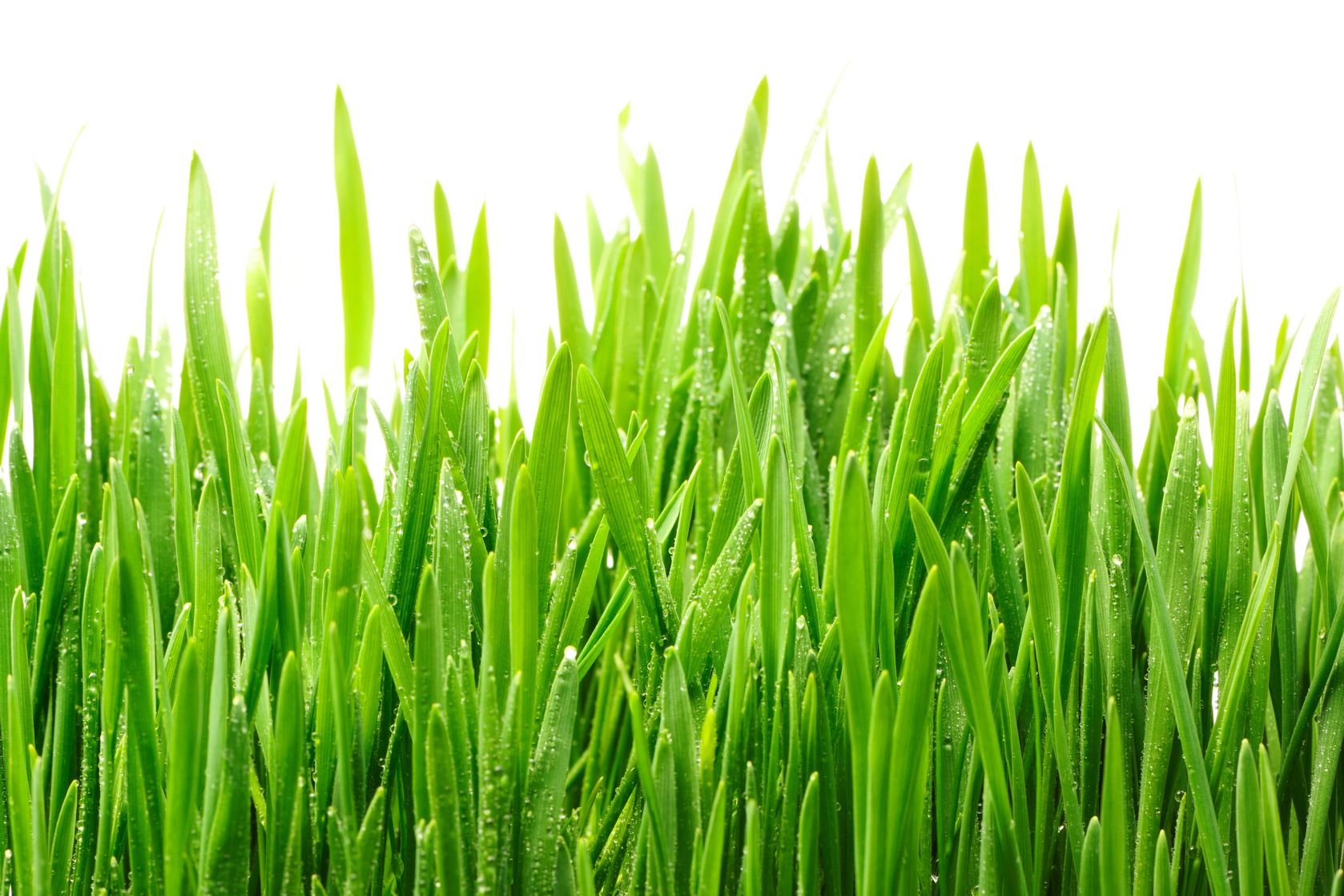 Prednosti mlada zelena psenica