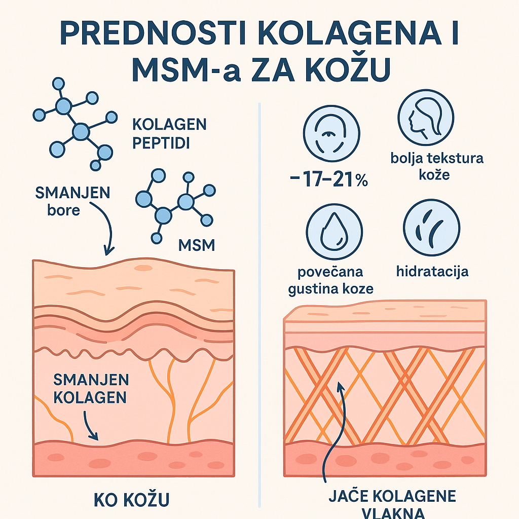 Infografika pokazuje kako kolagen i MSM djeluju na kožu i smanjuju bore nakon 12 sedmica